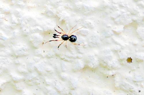 Réf. 268 704 : Crustulina guttata